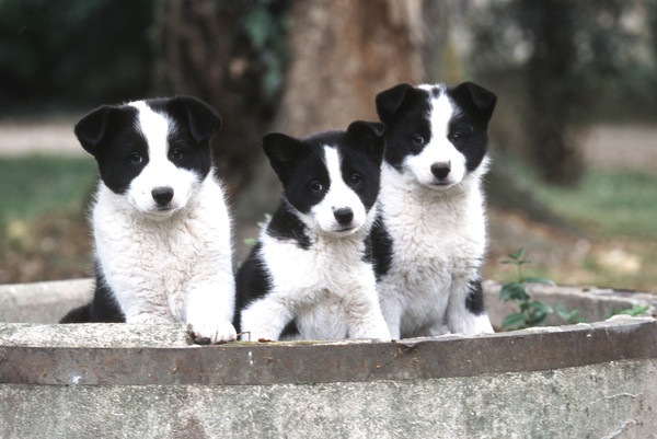 カレリアンベアドッグの仔犬