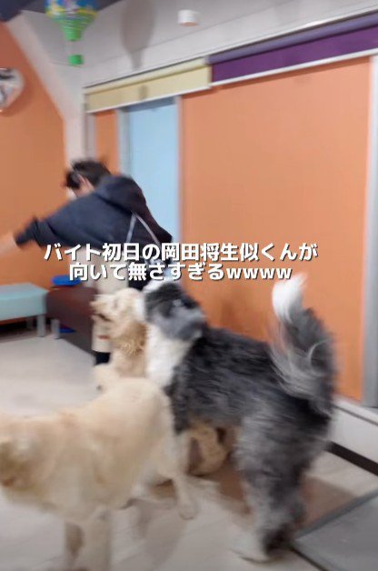 さっそく大型犬たちに襲われる