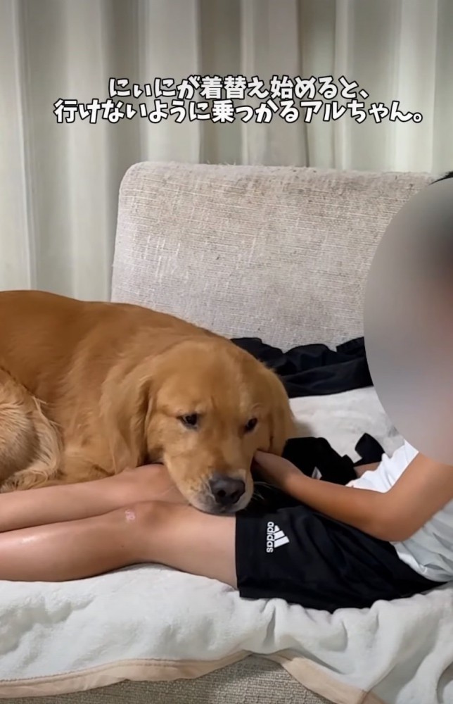 足の上に顔をのせる犬