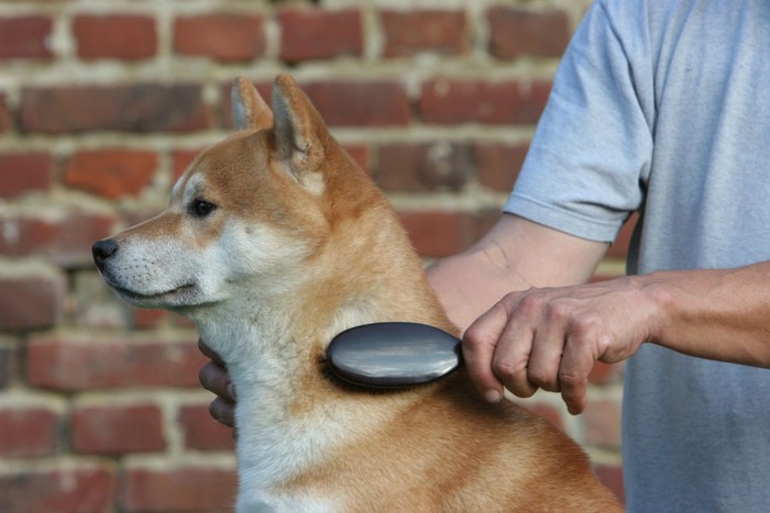 ブラッシングされる柴犬