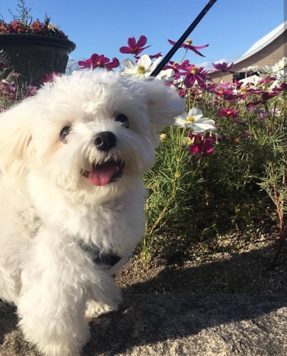 犬がお花と笑っている