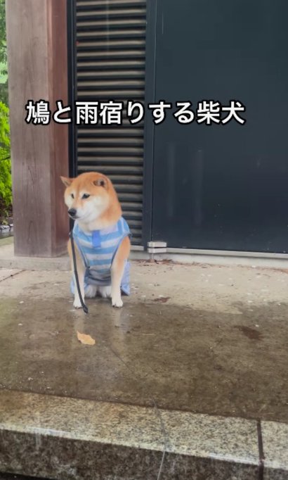 柴犬