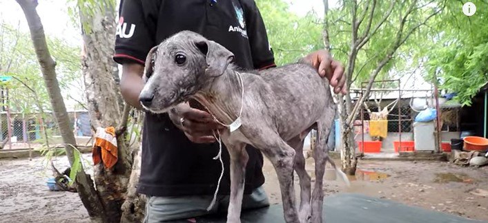 子犬の症状を確認