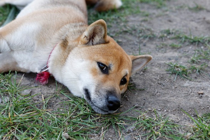 地面に寝そべる柴犬