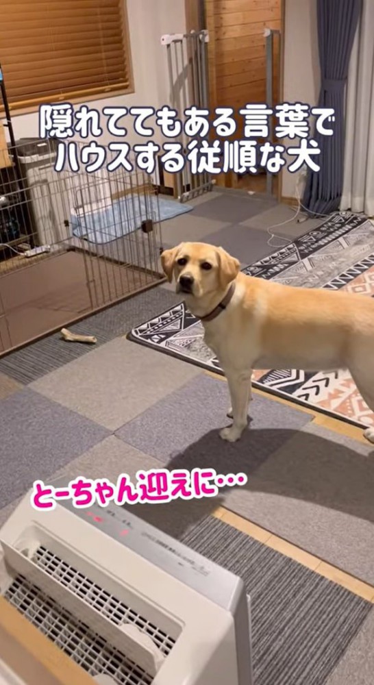 立ち止まる犬