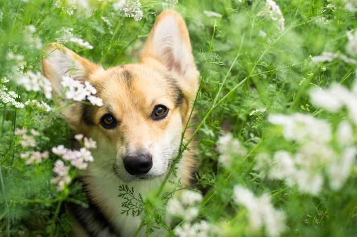 草むらの中にいる犬