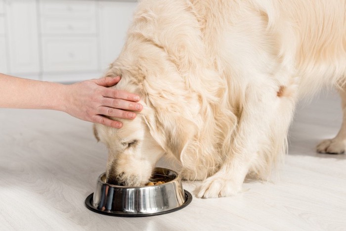 フードを食べる犬