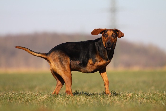 芝生の上に立つ右前足を失った犬