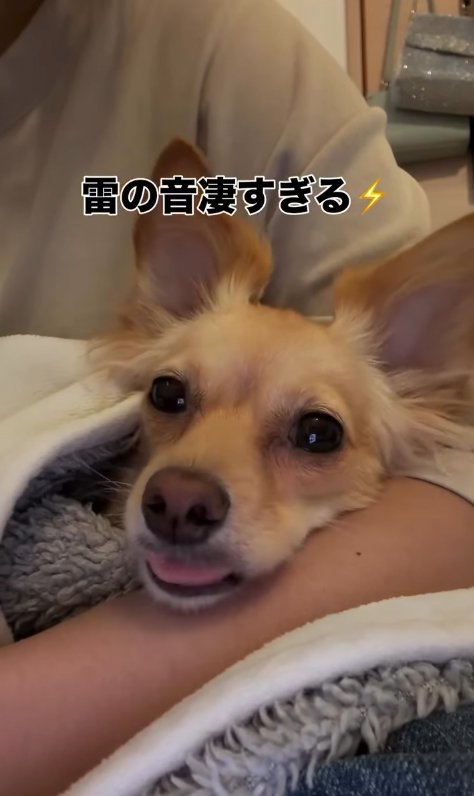 雷を怖がる小型犬