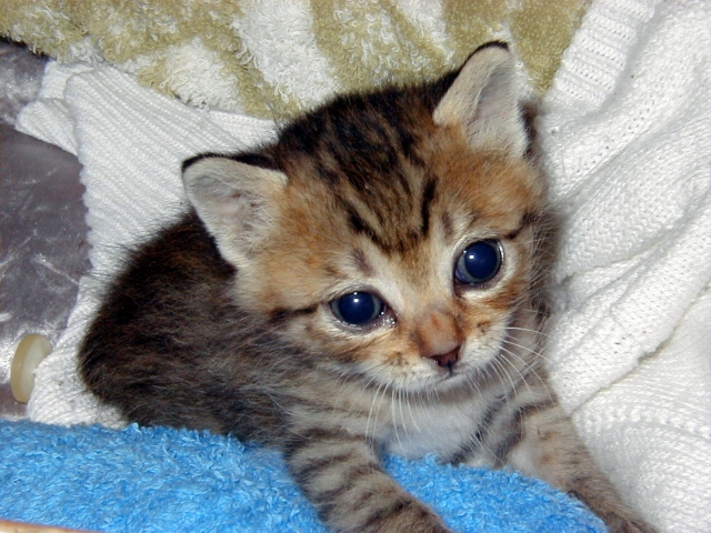 キジトラ 子猫 タオルなどの上にいる