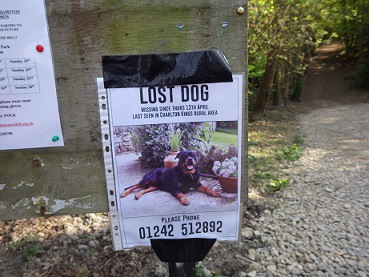 LOST DOG