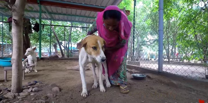 理学療法を始める犬