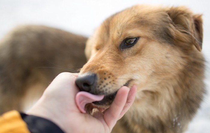 飼い主さんの手を舐める犬