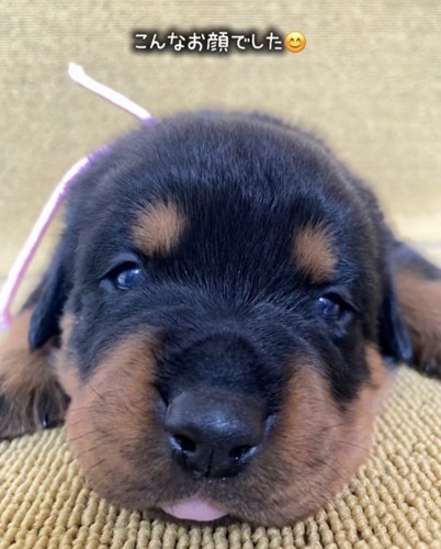 こちらを見つめる子犬