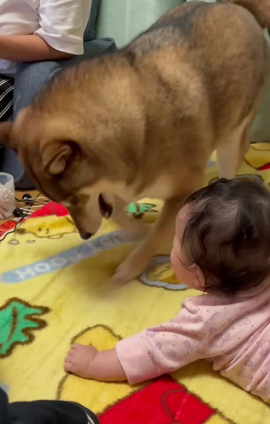 赤ちゃんが見てる！！