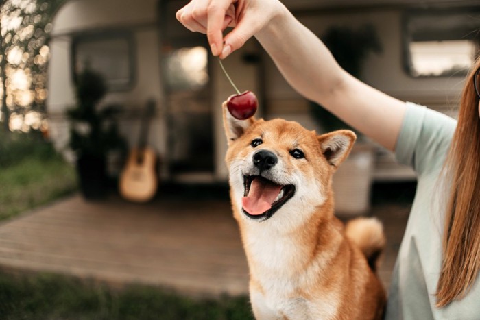 さくらんぼ