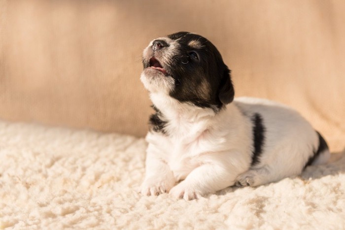 遠吠えする子犬