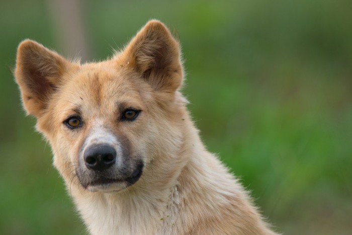 緑の背景、茶白の犬の顔のアップ