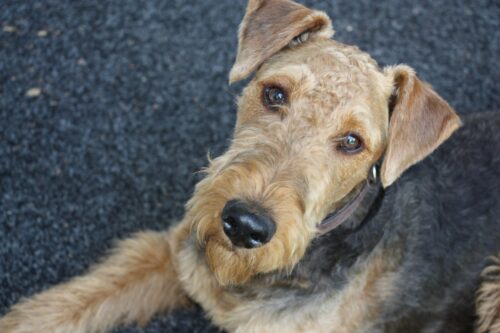 見上げるエアデールテリア