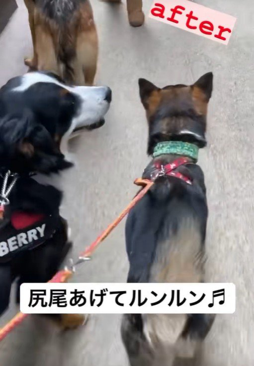 しっぽを上げて、ルンルンで歩くように♪
