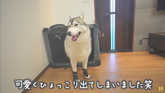 靴に慣れてきたよ！