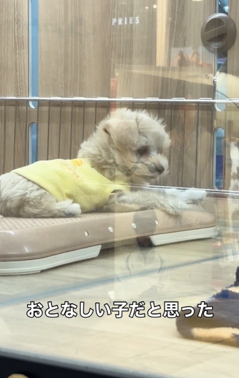 ペットショップの子犬