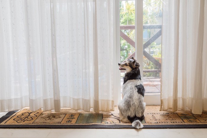 窓の前に笑顔で座っている犬