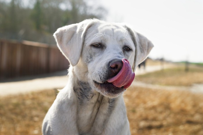 鼻を舐める犬