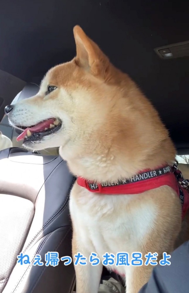 車内で飼い主の声を聞く犬