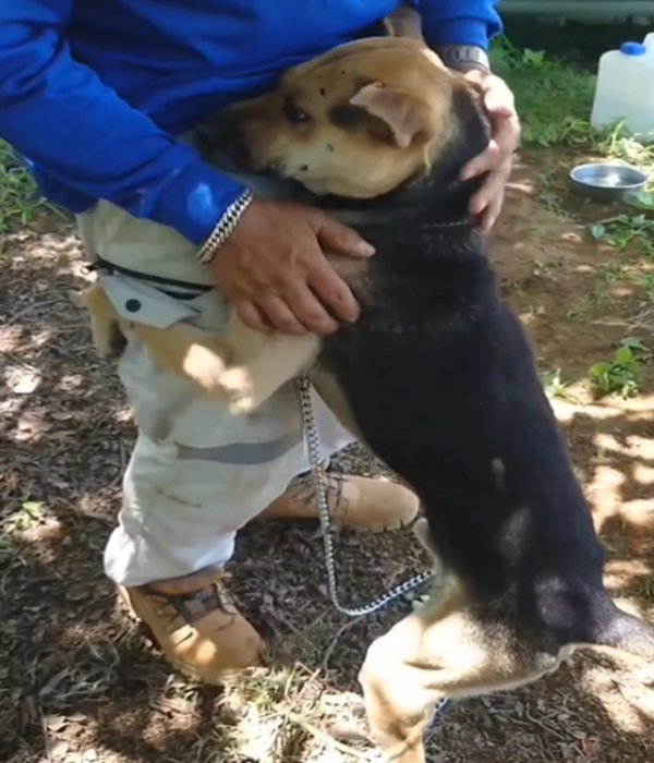 飼い主にくっつく犬2