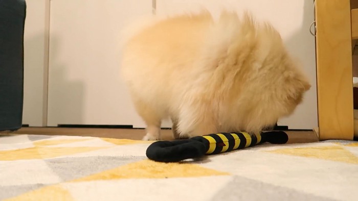 オナラした？と疑うモチちゃん7