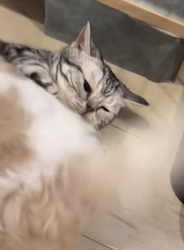 全てを受け入れているみるちゃん