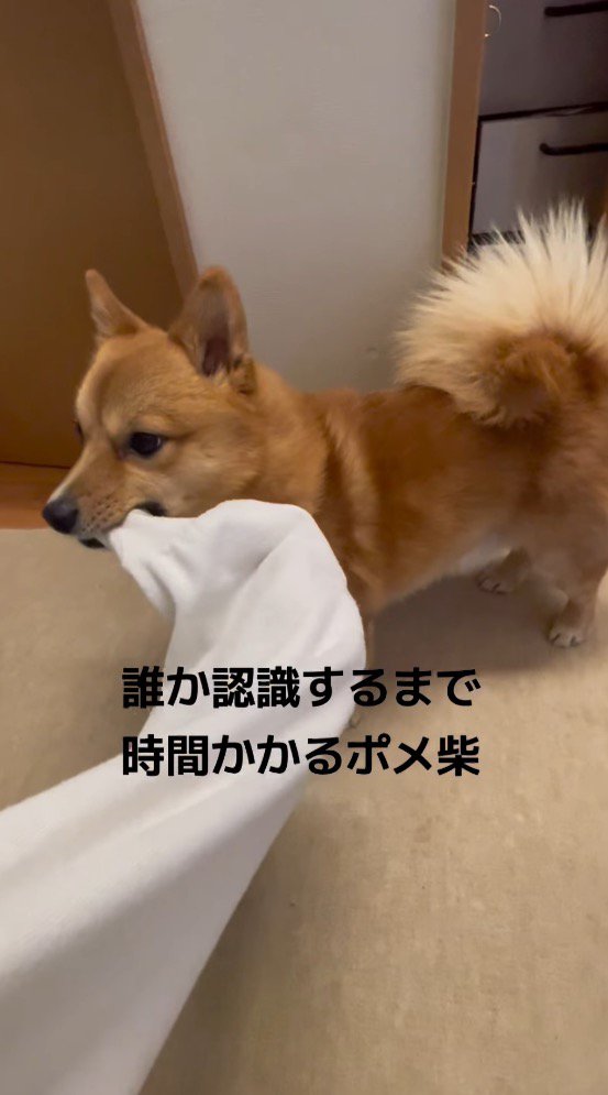 飼い主の服の袖を咥えて立ち止まる犬