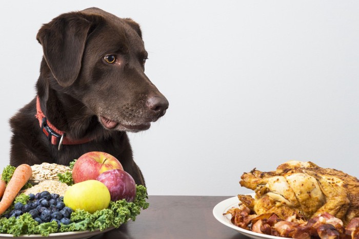 野菜より肉を見る犬