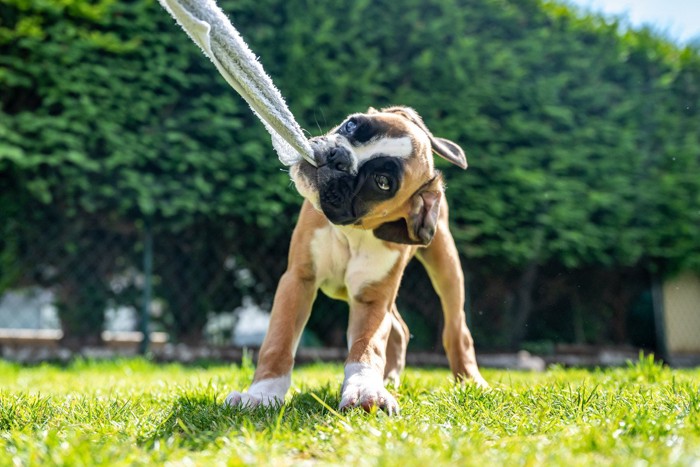 タオルを引っ張る犬