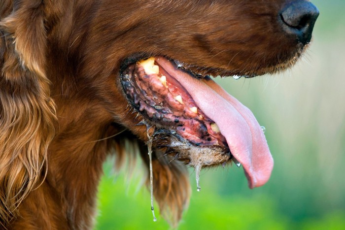 舌とよだれを出した犬の口元のアップ