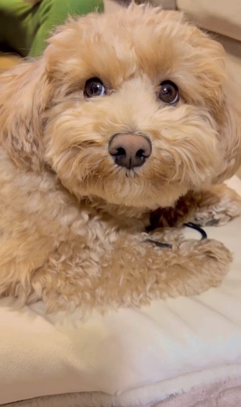 イタズラがバレた時のテンちゃん8