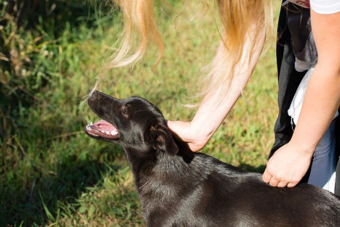 背中を撫でられる犬