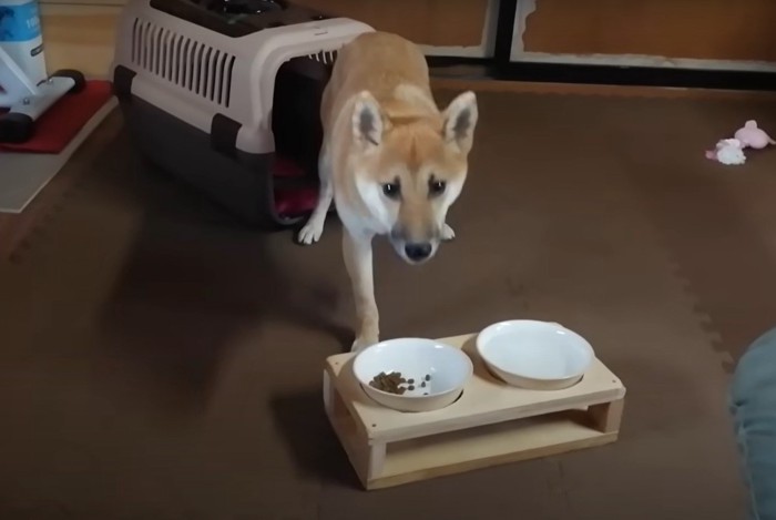 前足を上げて食事する子犬