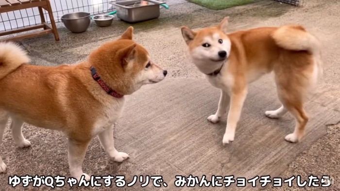 みかんママを挑発するゆずちゃん