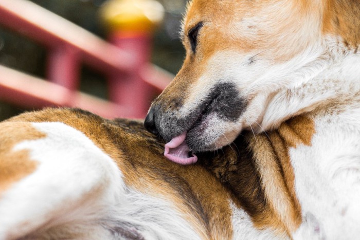 自分の体を舐める犬