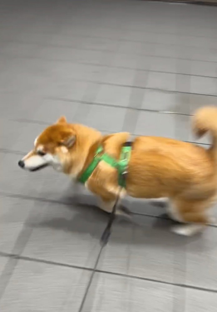 パパの周りを走る柴犬