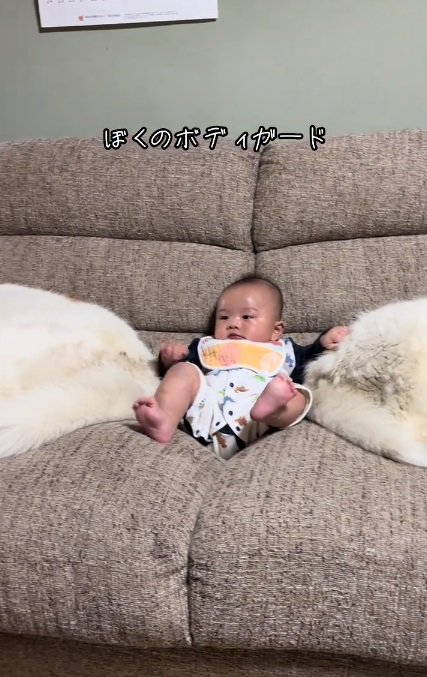 ハスキーに挟まれて座る赤ちゃん