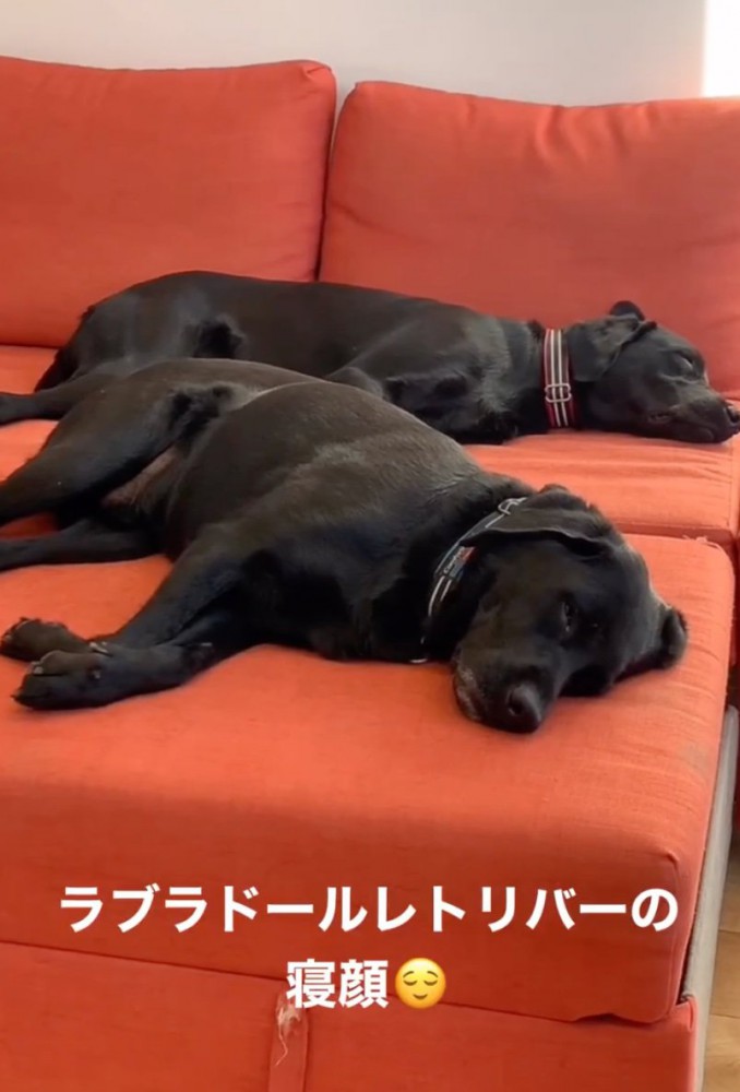 一緒に眠る2匹の犬