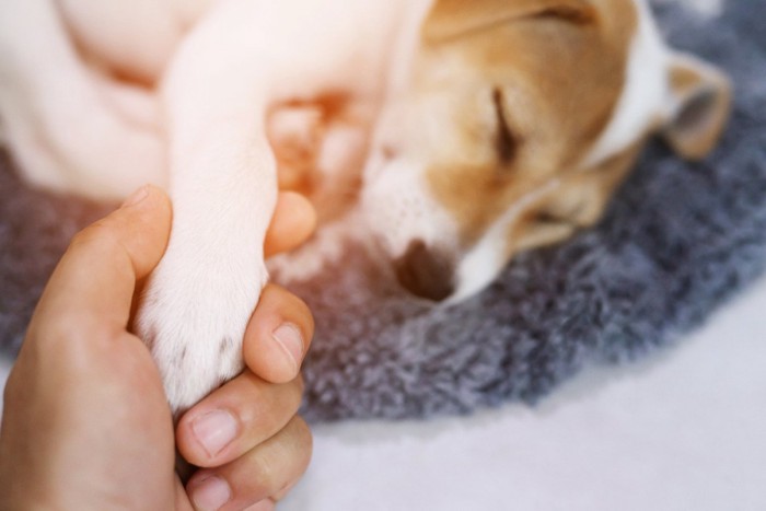 前足を握ってもらう犬