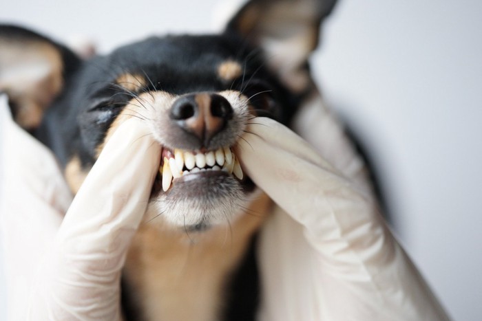 歯をみせる犬