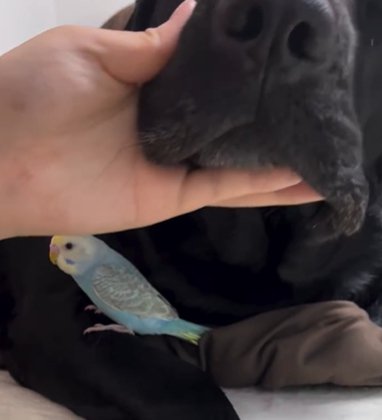 ラブラドールレトリバーのアゴ下に隠れるように留まるセキセイインコ