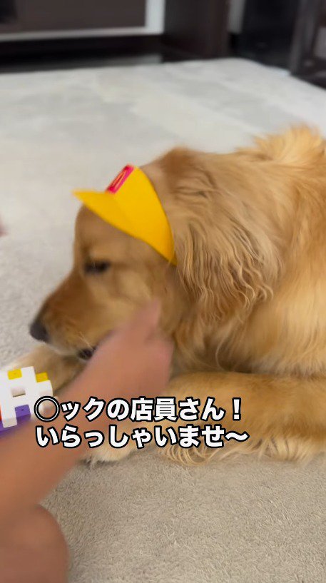 おもちゃの帽子を女の子に被せられる犬