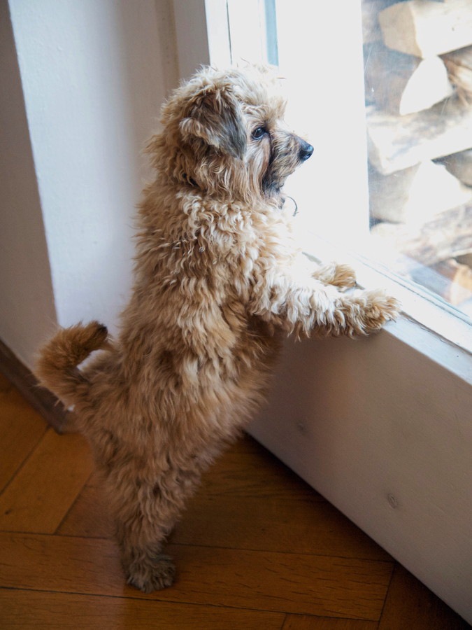 ドアに手を置き立っている犬