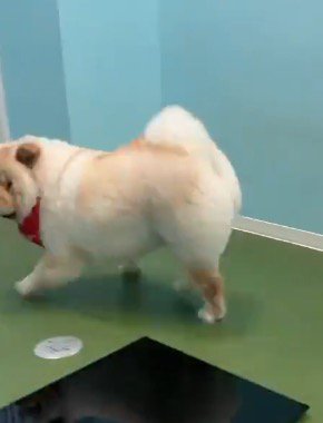 後ろをふり返る犬